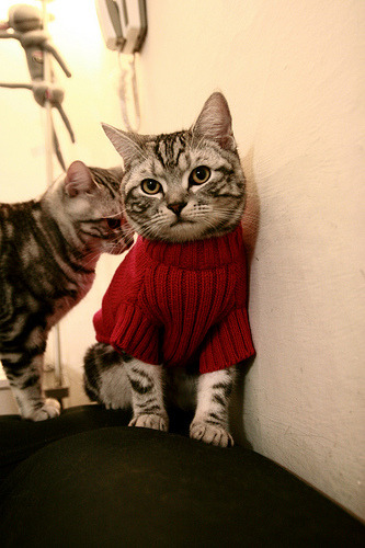 大型森林徒步穿越，探索未知的自然奇境，森林徒步的美言美句